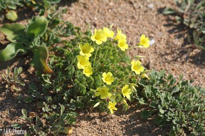 Oxalis copiosa, photographed by lallen
