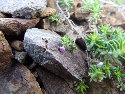 Micromeria maderensis, photographed by Duarte Frade