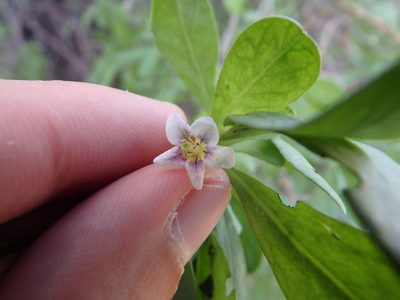 Lycium europaeum, photographed by Duarte Frade