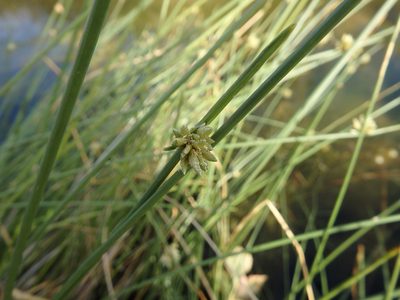 Cyperus laevigatus, photographed by Duarte Frade