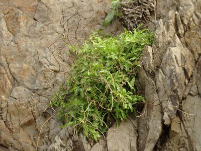 Tolpis succulenta, photographed by Duarte Frade
