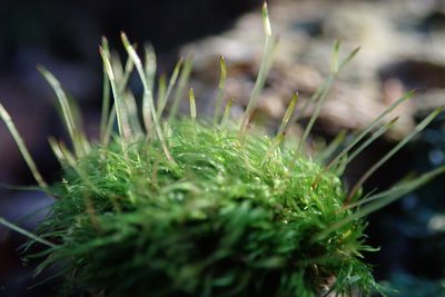 Orthodontium lineare, photographed by Paul Cook