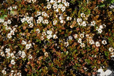 Gaultheria parvula, photographed by John Barkla