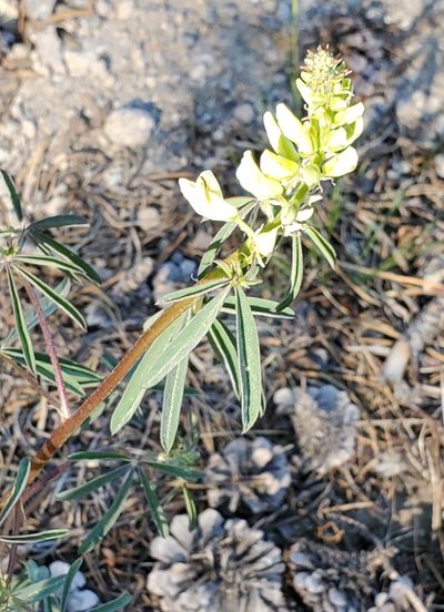 Lupinus angustiflorus, photographed by Dan Horowitz