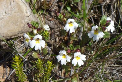 Euphrasia laingii, photographed by John Barkla