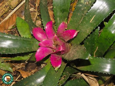 Nidularium fulgens, photographed by Diogo Luiz