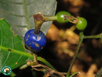 Psychotria suterella, photographed by Diogo Luiz