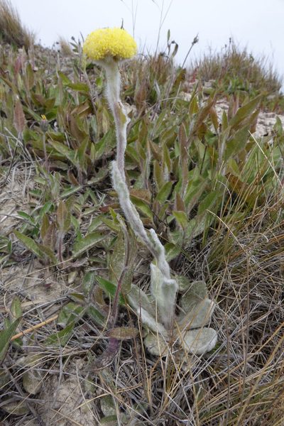 Craspedia lanata, photographed by John Barkla