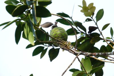 Agathis borneensis, photographed by Cheongweei Gan