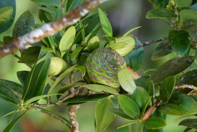 Agathis borneensis, photographed by Cheongweei Gan