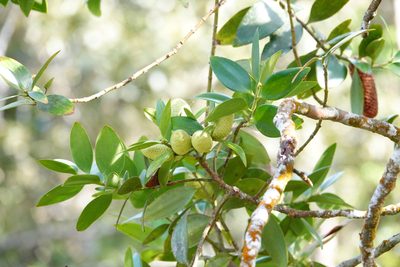 Agathis borneensis, photographed by Cheongweei Gan