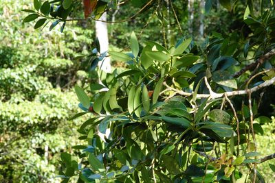 Agathis borneensis, photographed by Cheongweei Gan