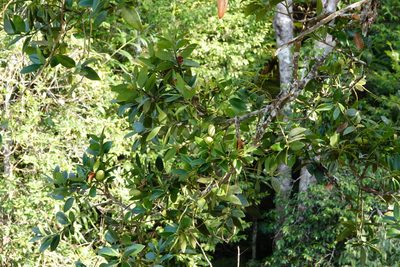 Agathis borneensis