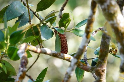 Agathis borneensis, photographed by Cheongweei Gan