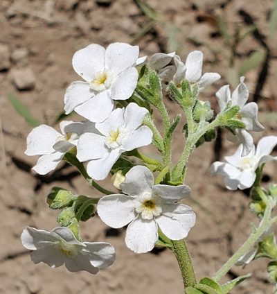 Hackelia californica, photographed by Dan Horowitz