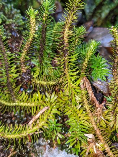 Huperzia occidentalis, photographed by Ben Keen
