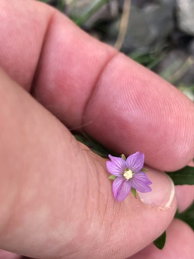 Epilobium obscurum, photographed by Nathan Odgers