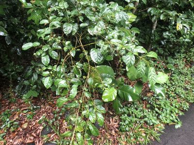 Clerodendrum laevifolium, photographed by Cheng-Tao Lin