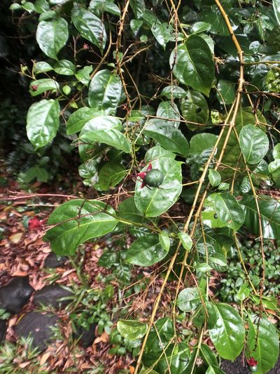 Clerodendrum laevifolium, photographed by Cheng-Tao Lin