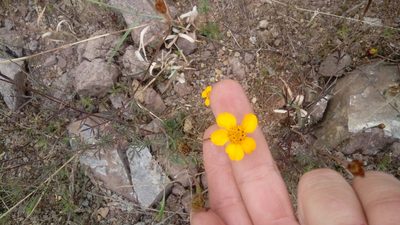 Dyssodia tagetiflora, photographed by Fredy