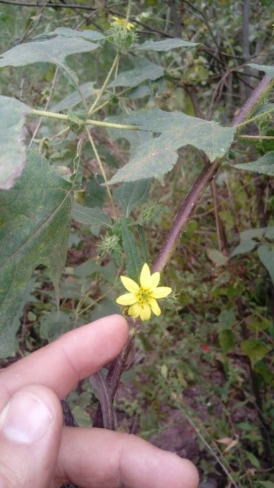 Simsia foetida, photographed by Fredy