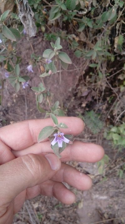 Dyschoriste hirsutissima, photographed by Fredy