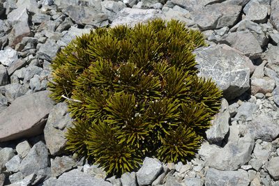 Aciphylla dobsonii, photographed by John Barkla