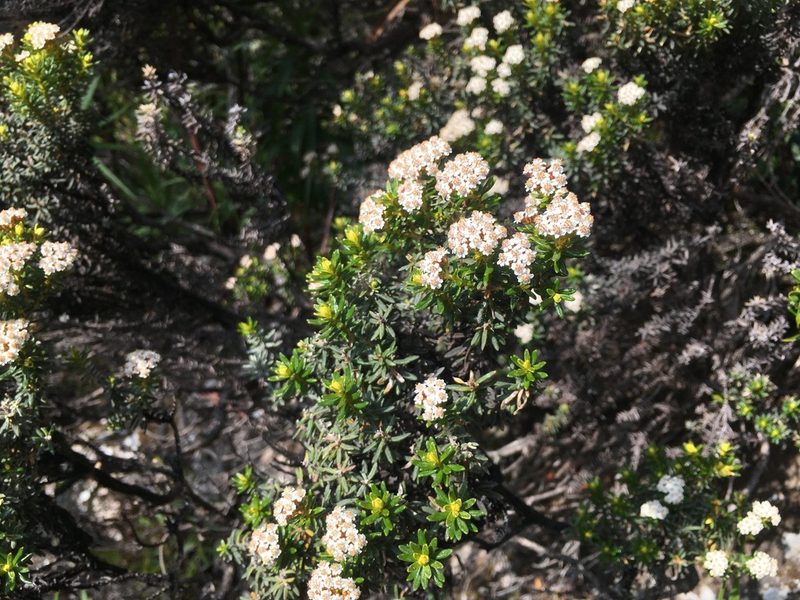 Ozothamnus ledifolius, photographed by Miguel de Salas