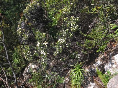 Ozothamnus ledifolius, photographed by Miguel de Salas