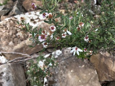 Olearia phlogopappa, photographed by Miguel de Salas