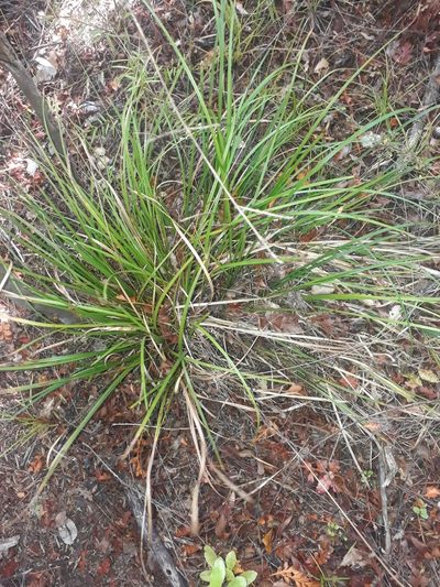 Carex zotovii, photographed by Leon Perrie