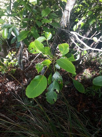 Pseudopanax gilliesii, photographed by Leon Perrie