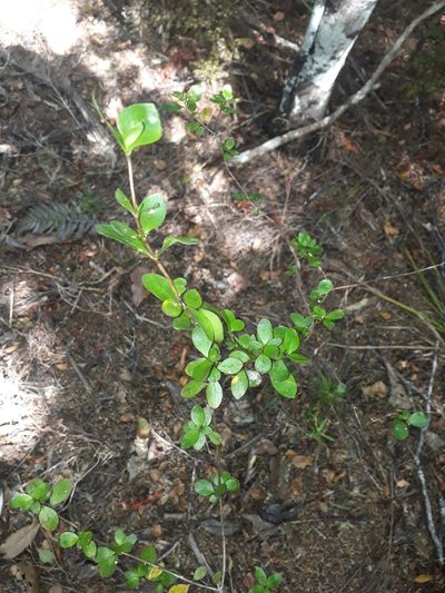 Coprosma neglecta, photographed by Leon Perrie