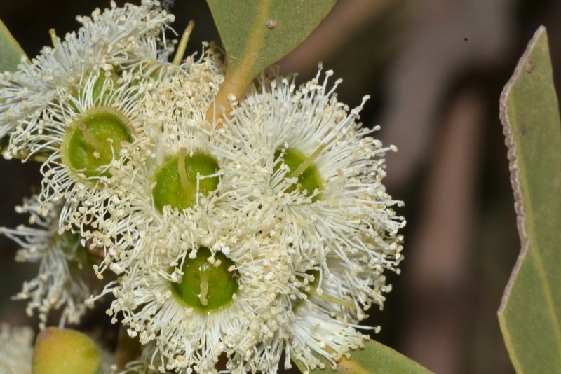 Eucalyptus todtiana, photographed by T. Hammer