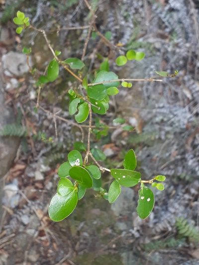 Coprosma neglecta, photographed by Leon Perrie