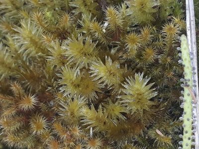 Pulchrinodus inflatus, photographed by Leon Perrie