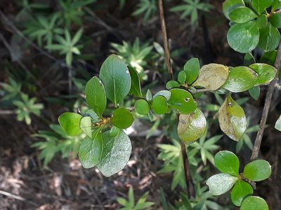 Coprosma neglecta, photographed by Leon Perrie