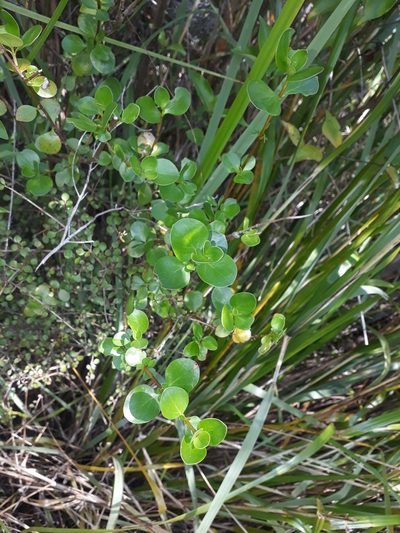 Coprosma neglecta, photographed by Leon Perrie