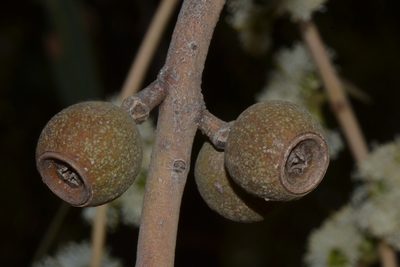 Eucalyptus todtiana, photographed by T. Hammer