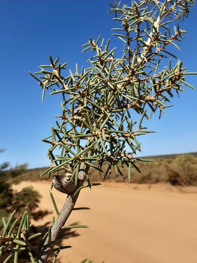 Hakea psilorrhyncha, photographed by T. Hammer