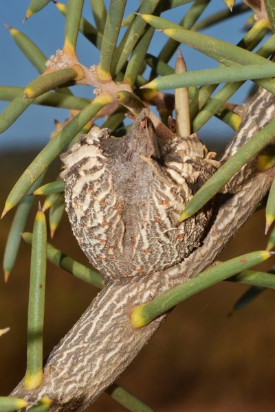 Hakea psilorrhyncha, photographed by T. Hammer