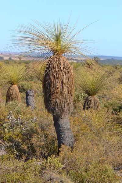 Xanthorrhoea drummondii, photographed by T. Hammer