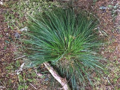 Carex banksiana, photographed by Leon Perrie