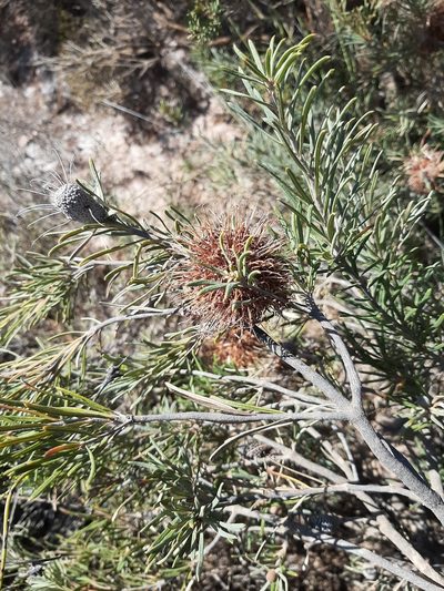 Banksia incana, photographed by T. Hammer