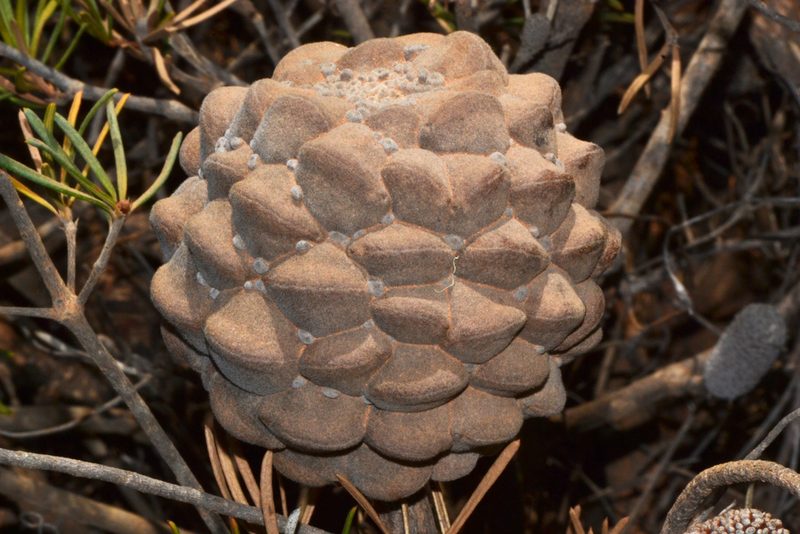 Banksia incana, photographed by T. Hammer