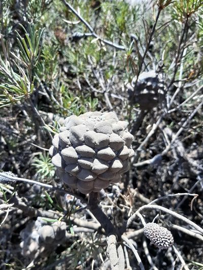 Banksia incana, photographed by T. Hammer