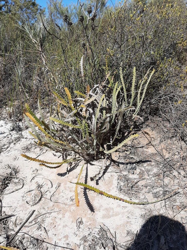 Banksia mimica, photographed by T. Hammer