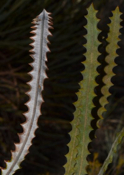 Banksia mimica, photographed by T. Hammer