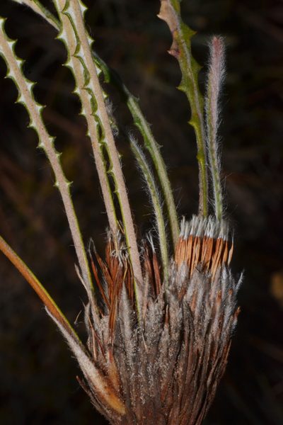 Banksia mimica, photographed by T. Hammer
