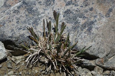 Poa buchananii, photographed by John Barkla